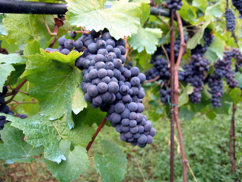 Vineyard in Montone